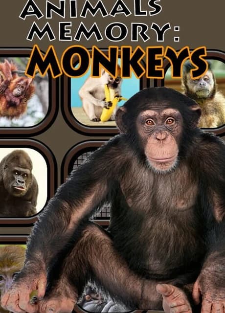 Animals Memory: Monkeys