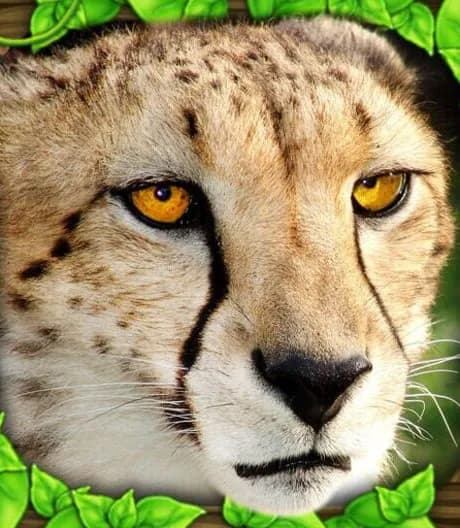 Cheetah Simulator