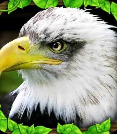 Eagle Simulator