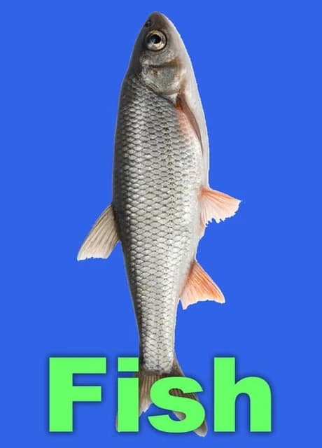 Fish