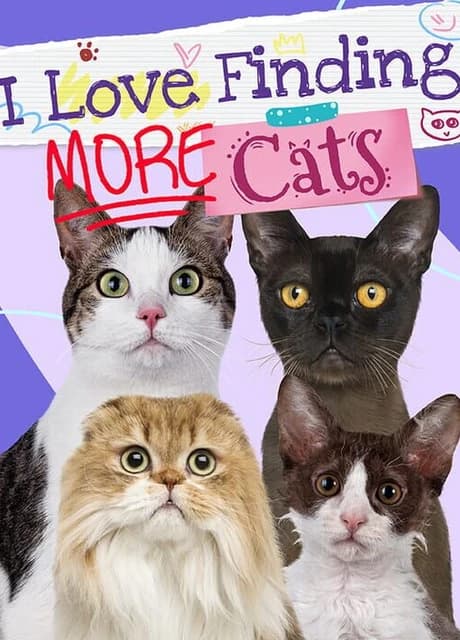 I Love Finding More Cats