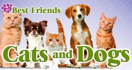 My Best Friends: Cats & Dogs
