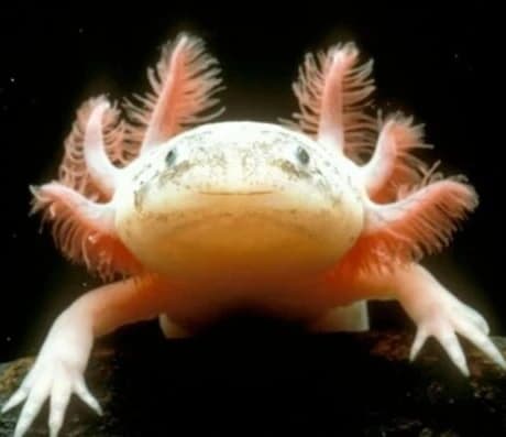 The Axolotl Project