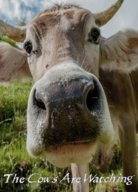 The Cows Are Watching