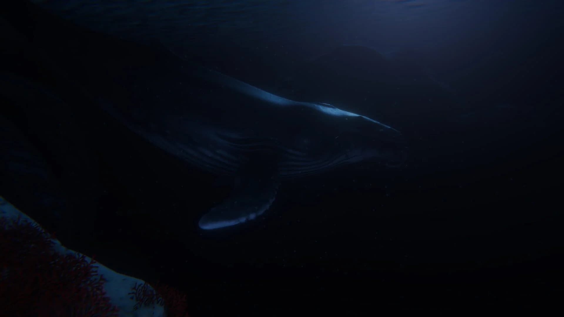 Beyond Blue screenshot 1