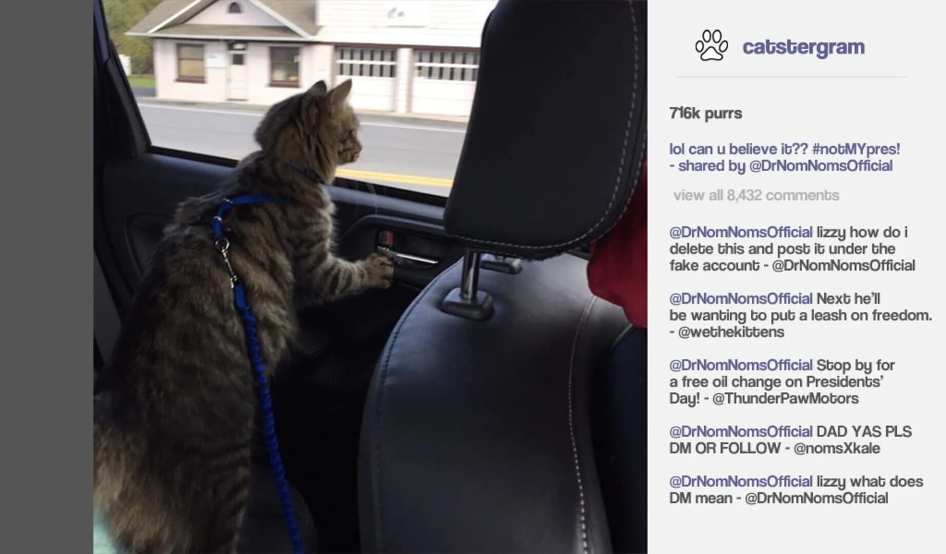 Cat President: A More Purrfect Union screenshot 5