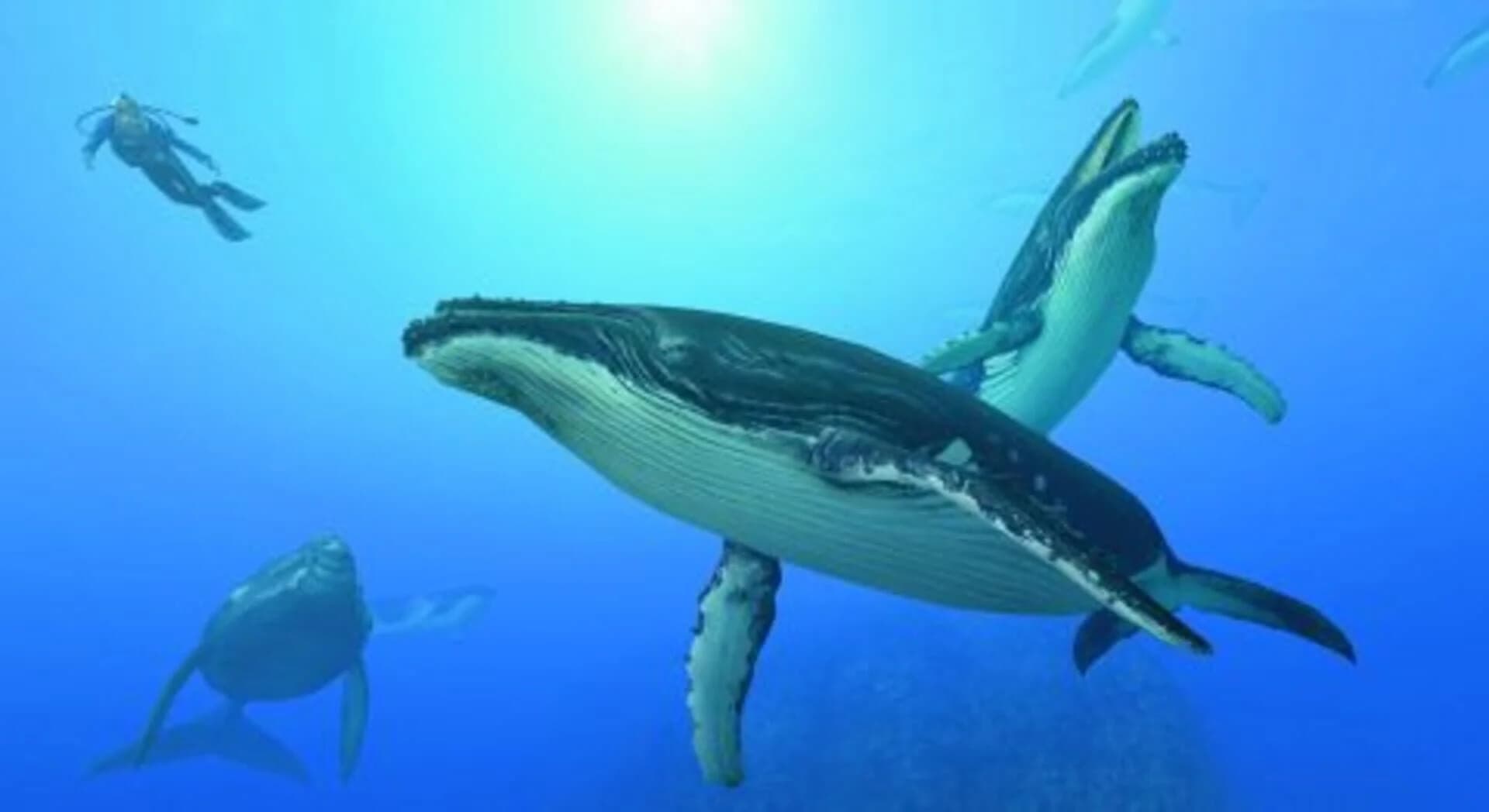 Endless Ocean: Blue World screenshot 1