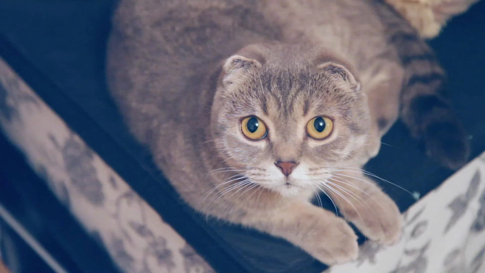 Make it indie! screenshot 2