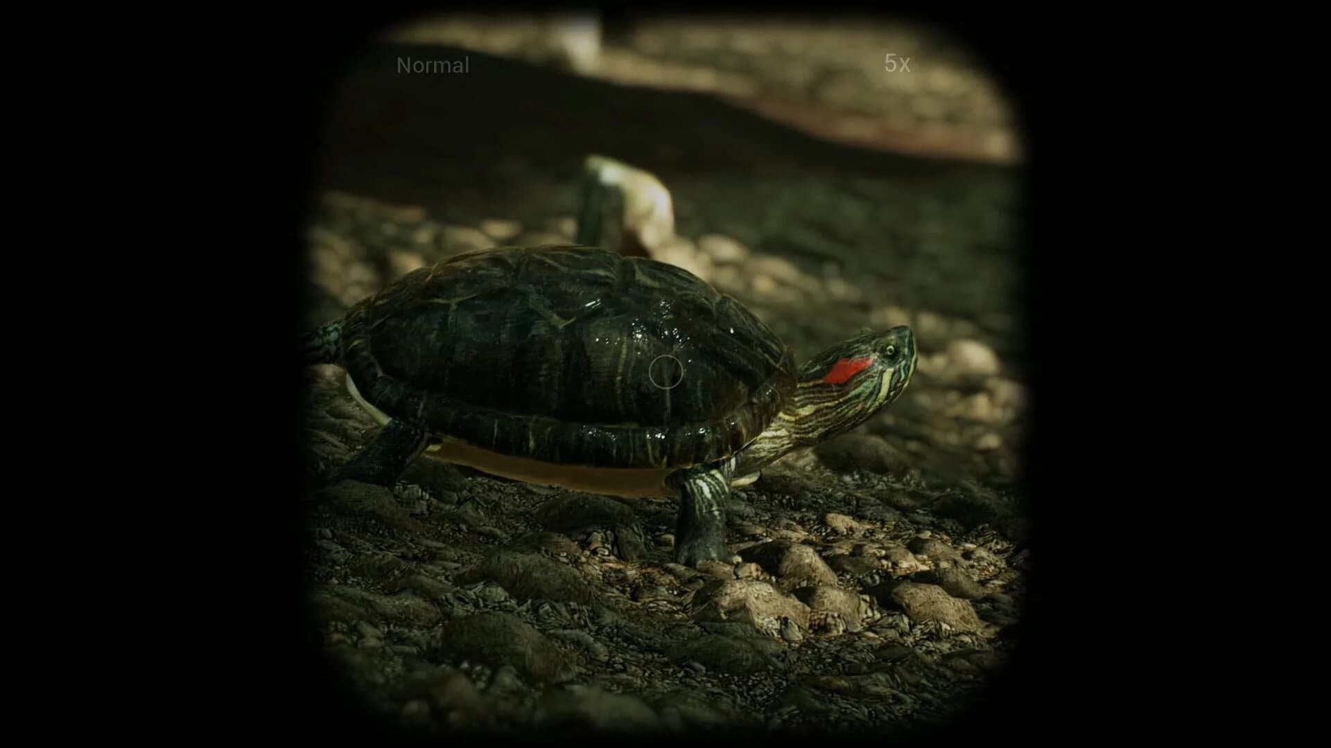 Morels: The Hunt screenshot 2