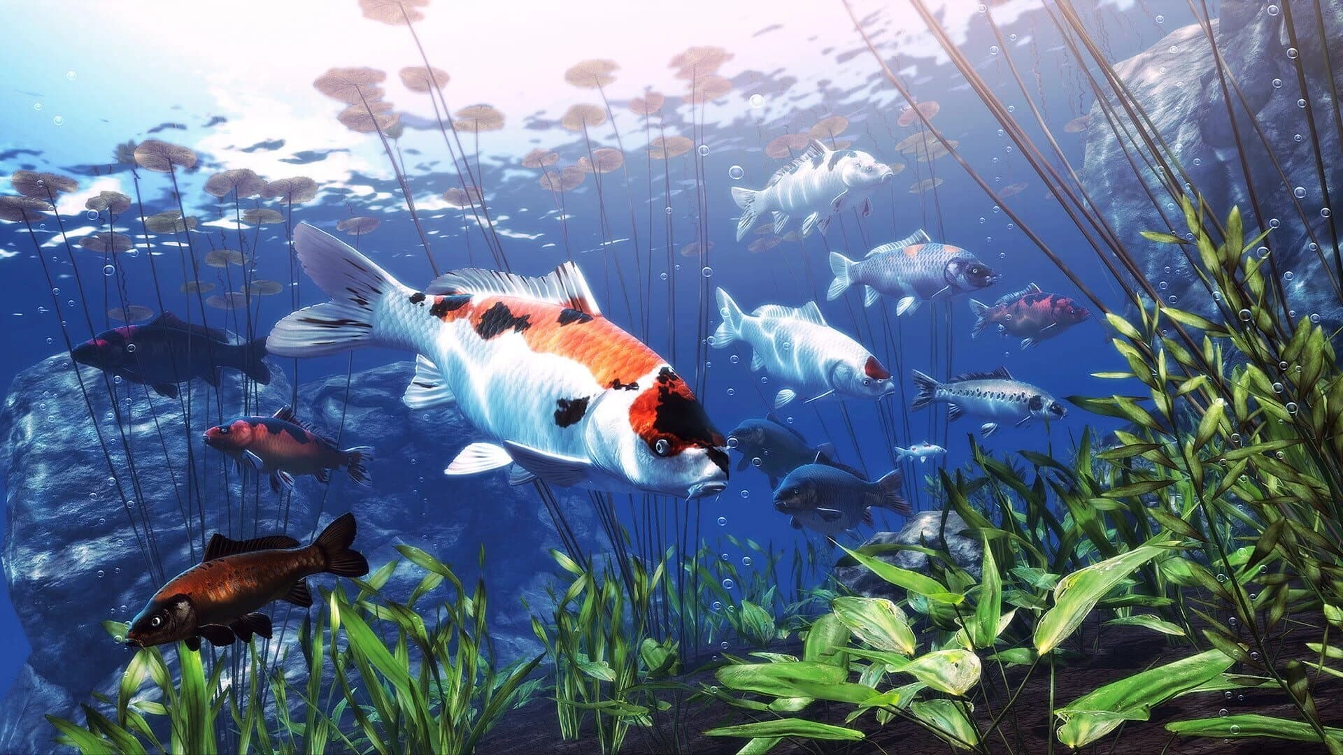 My Koi screenshot 1