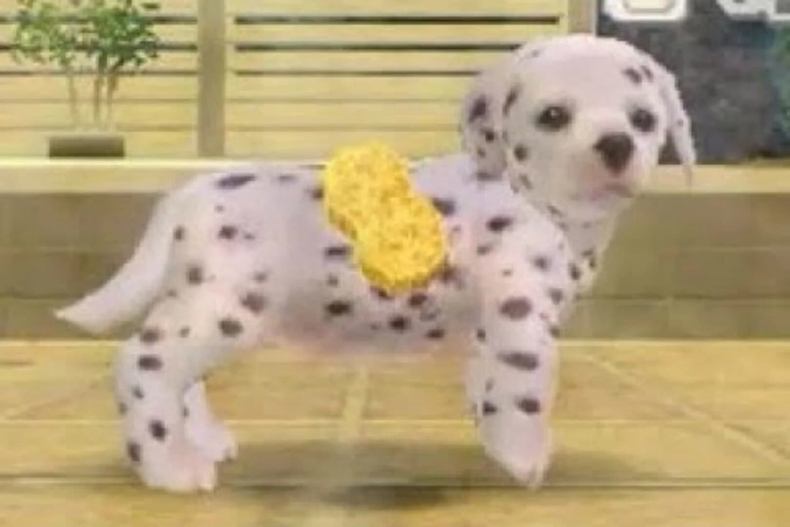 Nintendogs: Dalmatian & Friends screenshot 5
