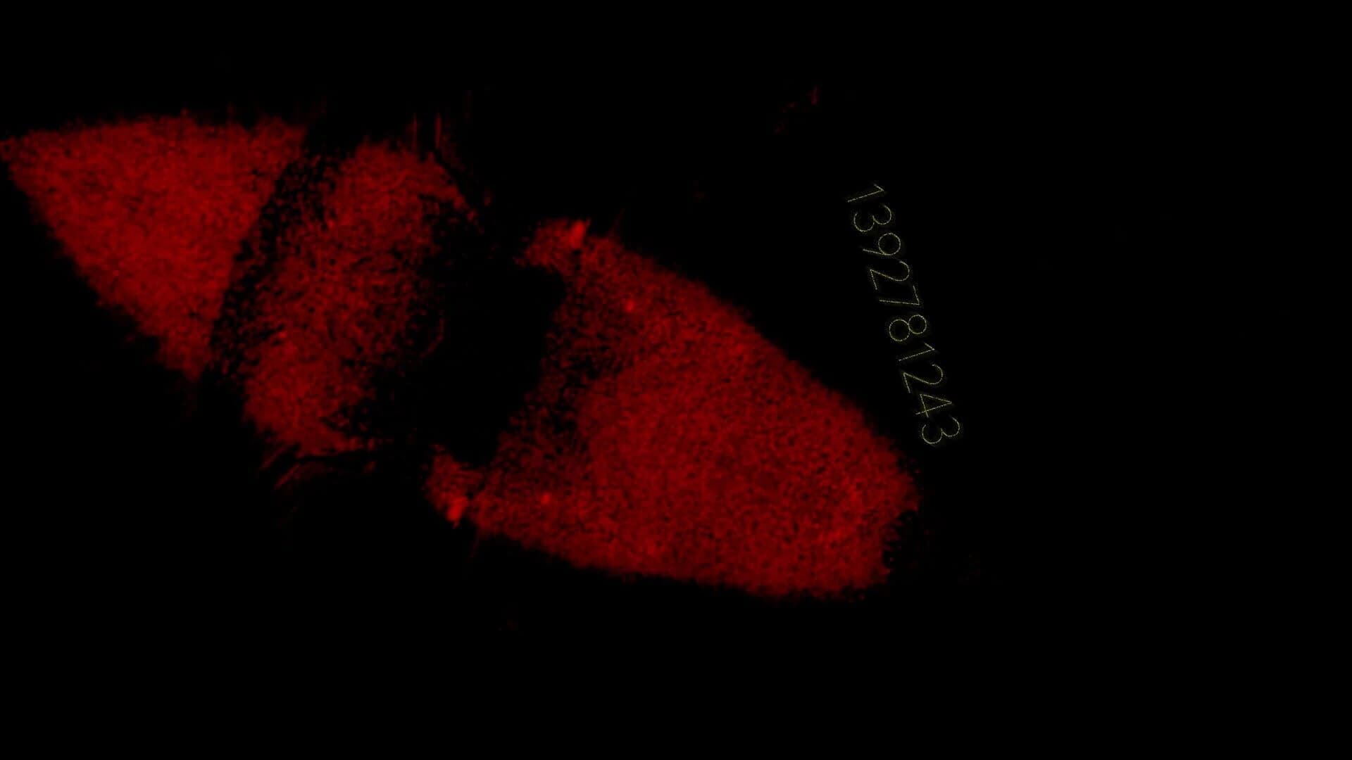 Project C screenshot 2