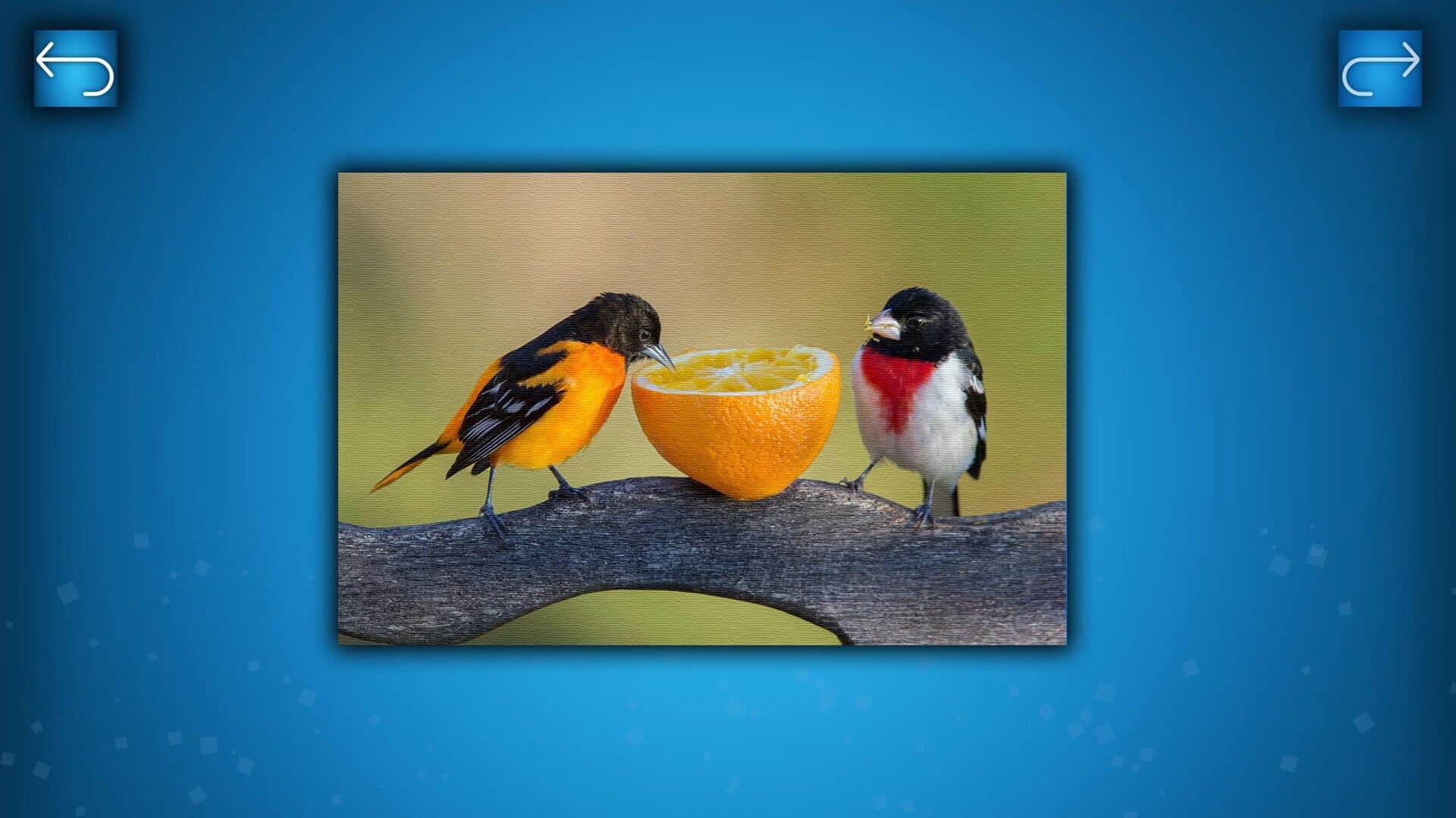 Puzzle: Birds screenshot 4