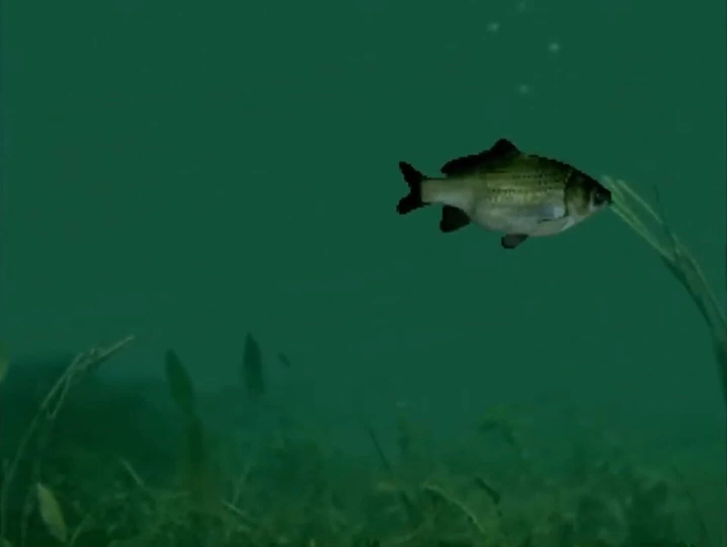 Reel Fishing screenshot 1