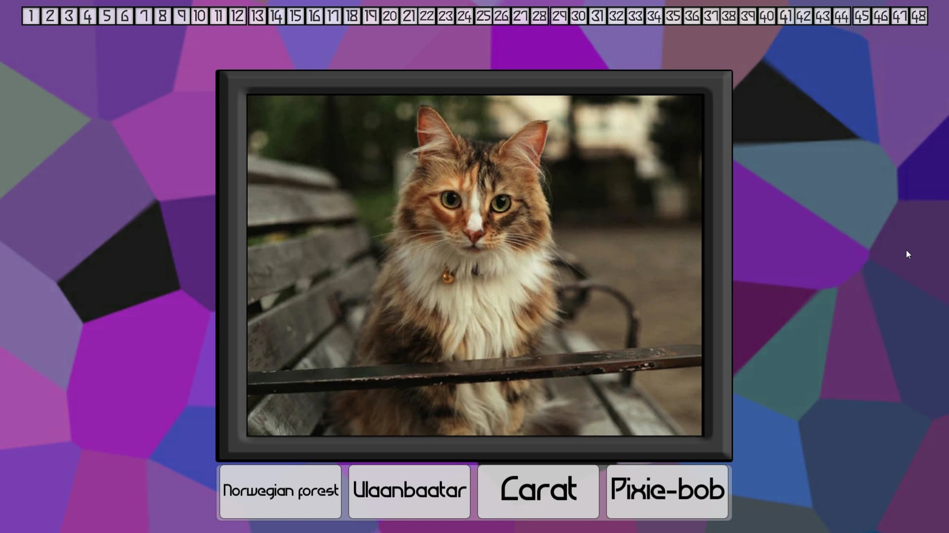 Test Your Knowledge: Cats screenshot 4
