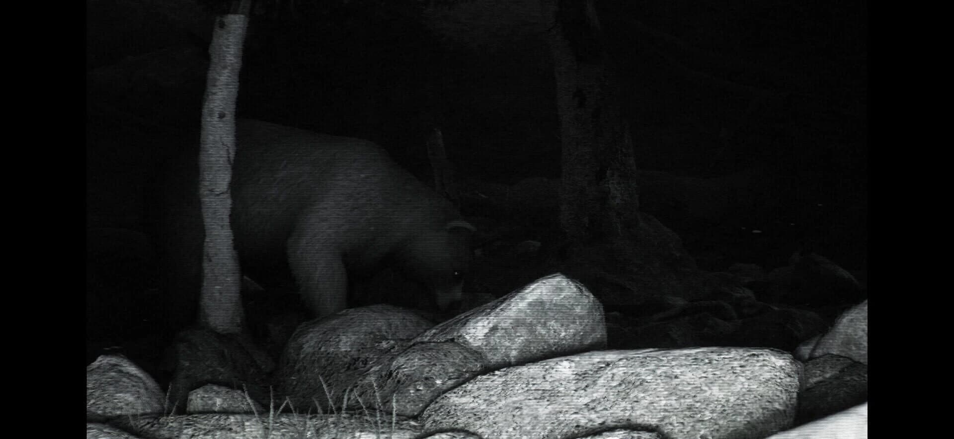 Trailcam screenshot 4
