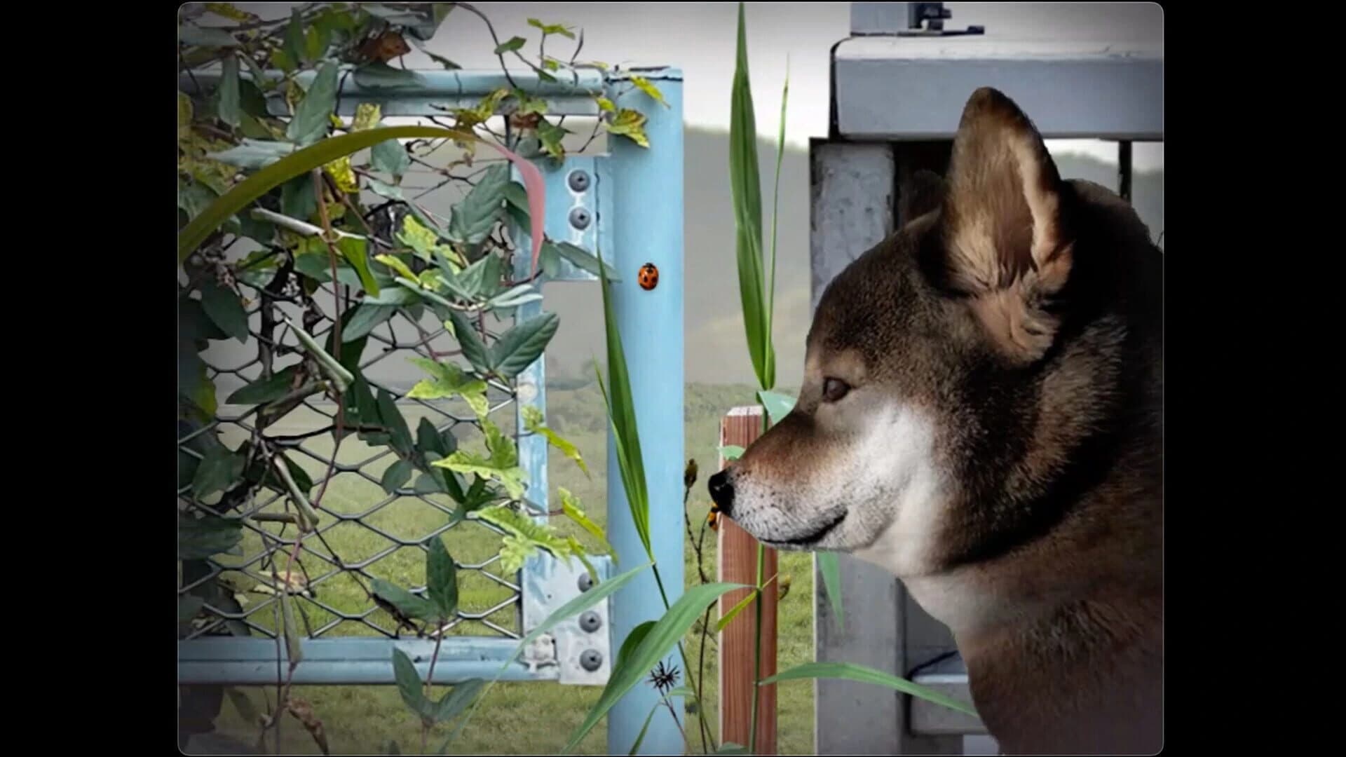 Tsugunohi: Pocky Dog’s Adventure screenshot 1