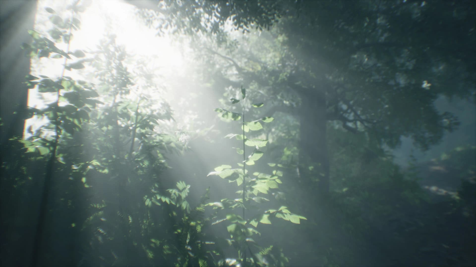 Wakamarina Valley, New Zealand screenshot 3